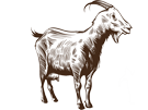 home_goat_icon