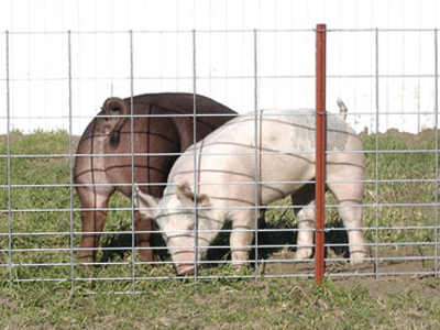 Hog Panel and Pig Fencing